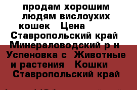 продам хорошим людям вислоухих кошек › Цена ­ 500 - Ставропольский край, Минераловодский р-н, Успеновка с. Животные и растения » Кошки   . Ставропольский край